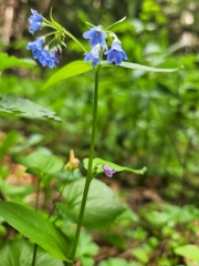 Mertensia bella