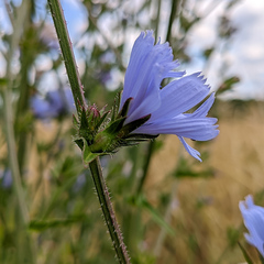 Cichorium intybus