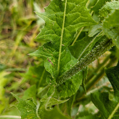 Cichorium intybus
