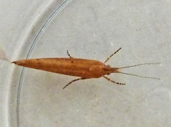 Ypsolopha ustella