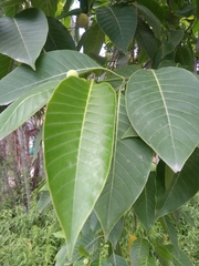 Neolamarckia cadamba