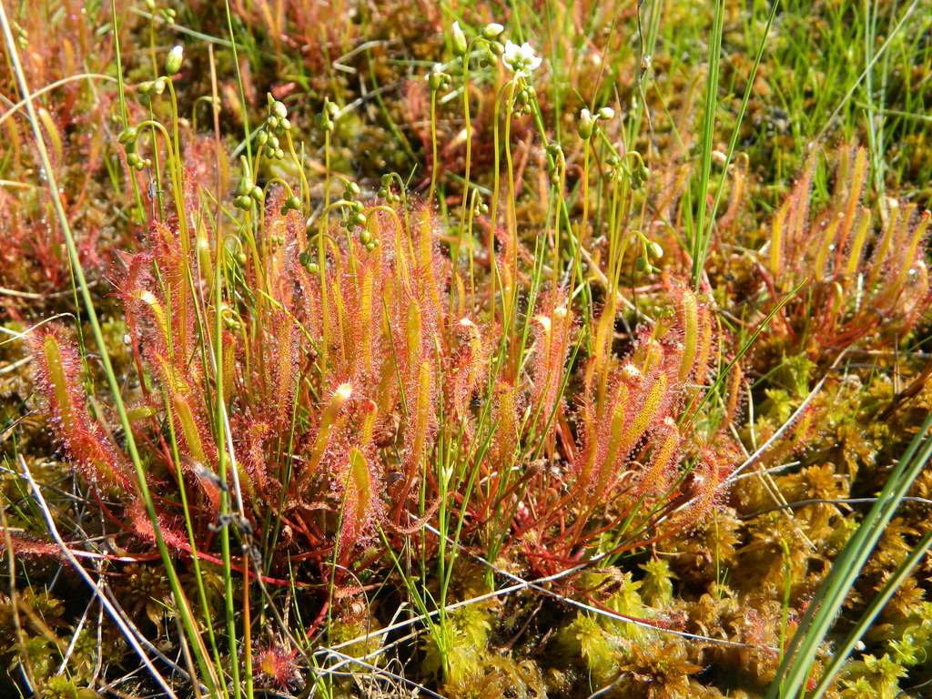 Drosera linearis, Tourbière à mares, Lac Vaudray, Rouyn-Noranda, QC, Canada