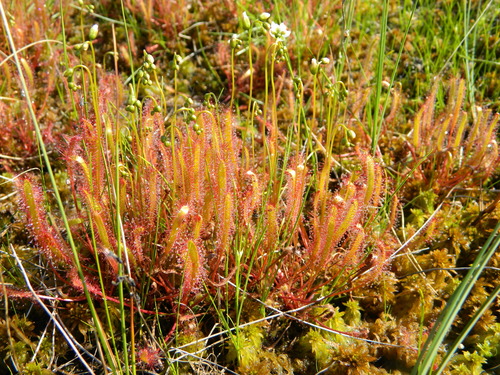 Drosera linearis