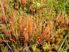 Drosera linearis
