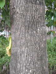 Neolamarckia cadamba