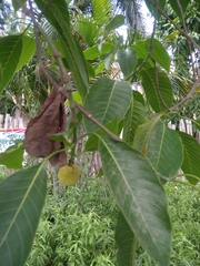 Neolamarckia cadamba