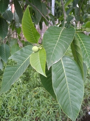 Neolamarckia cadamba