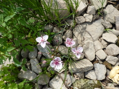 Butomus umbellatus