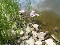 Butomus umbellatus