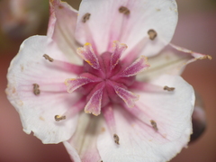 Butomus umbellatus