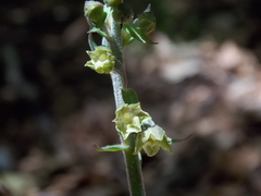 Epipactis microphylla
