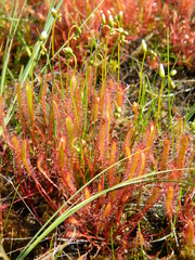Drosera linearis