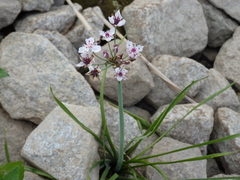 Butomus umbellatus
