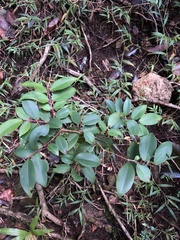 Pilidiostigma glabrum