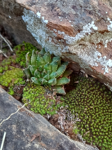 Image of Haworthia marumiana by (c) Christiaan Viljoen, some rights reserved (CC BY)