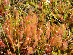 Drosera linearis