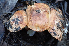 Leucopaxillus eucalyptorum