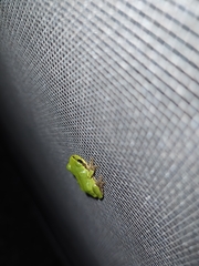 Hyla japonica