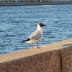 Chroicocephalus ridibundus