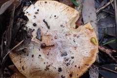 Leucopaxillus eucalyptorum