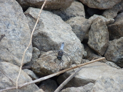 Orthetrum cancellatum