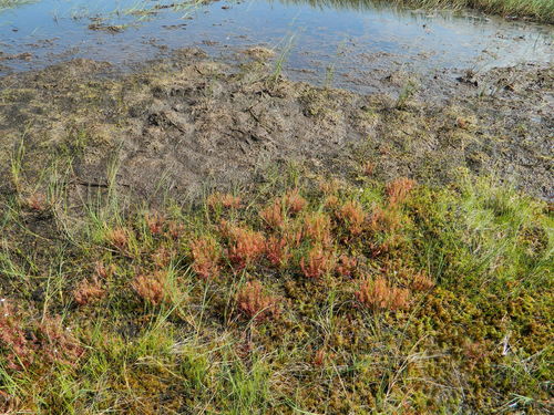 Drosera linearis