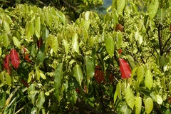 Elaeocarpus japonicus