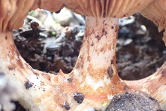 Leucopaxillus eucalyptorum
