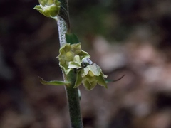 Epipactis microphylla