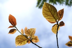 Ficus erecta beecheyana