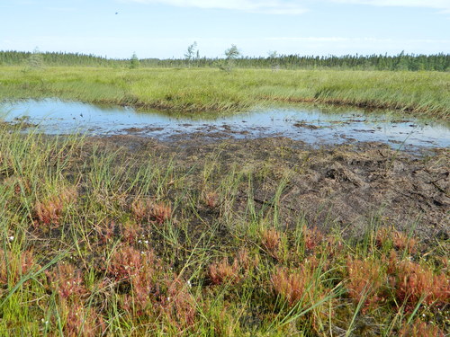 Drosera linearis