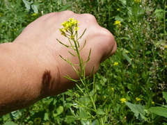 Brassicaceae