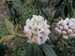 Rhododendron decorum