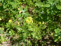 Brassicaceae