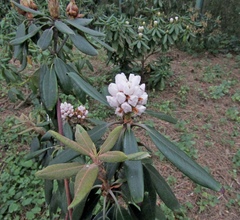 Rhododendron decorum