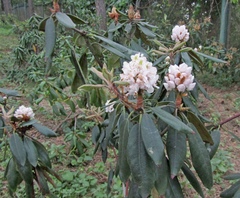 Rhododendron decorum