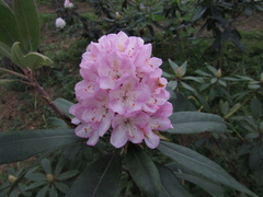 Rhododendron decorum