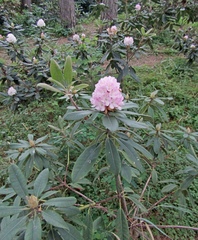 Rhododendron decorum
