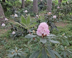 Rhododendron decorum