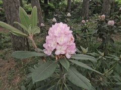 Rhododendron decorum