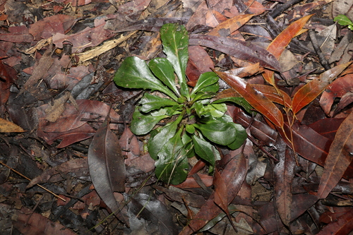 Image of Goodenia bellidifolia by (c) Greg Tasney, some rights reserved (CC BY-SA)