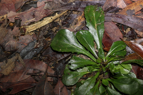 Image of Goodenia bellidifolia by (c) Greg Tasney, some rights reserved (CC BY-SA)