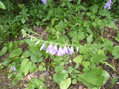 Campanula rapunculoides