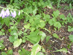 Campanula rapunculoides