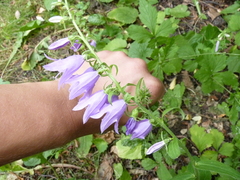 Campanula rapunculoides