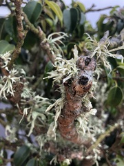 Ramalina canariensis