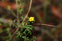 Pultenaea scabra