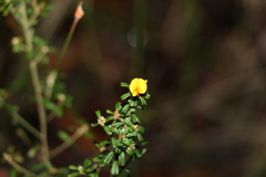 Pultenaea scabra