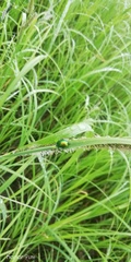 Chrysolina graminis