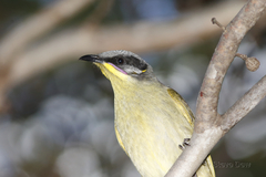 Lichenostomus cratitius